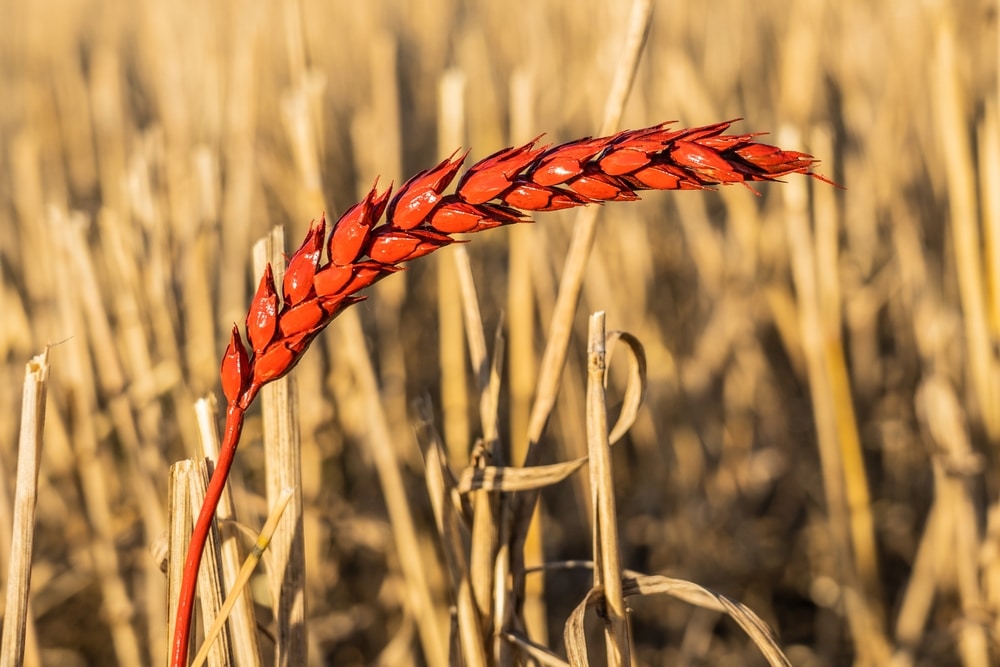 Ears,Of,Corn,In,A,Wheat,Field.,Red,Spikelets,Of